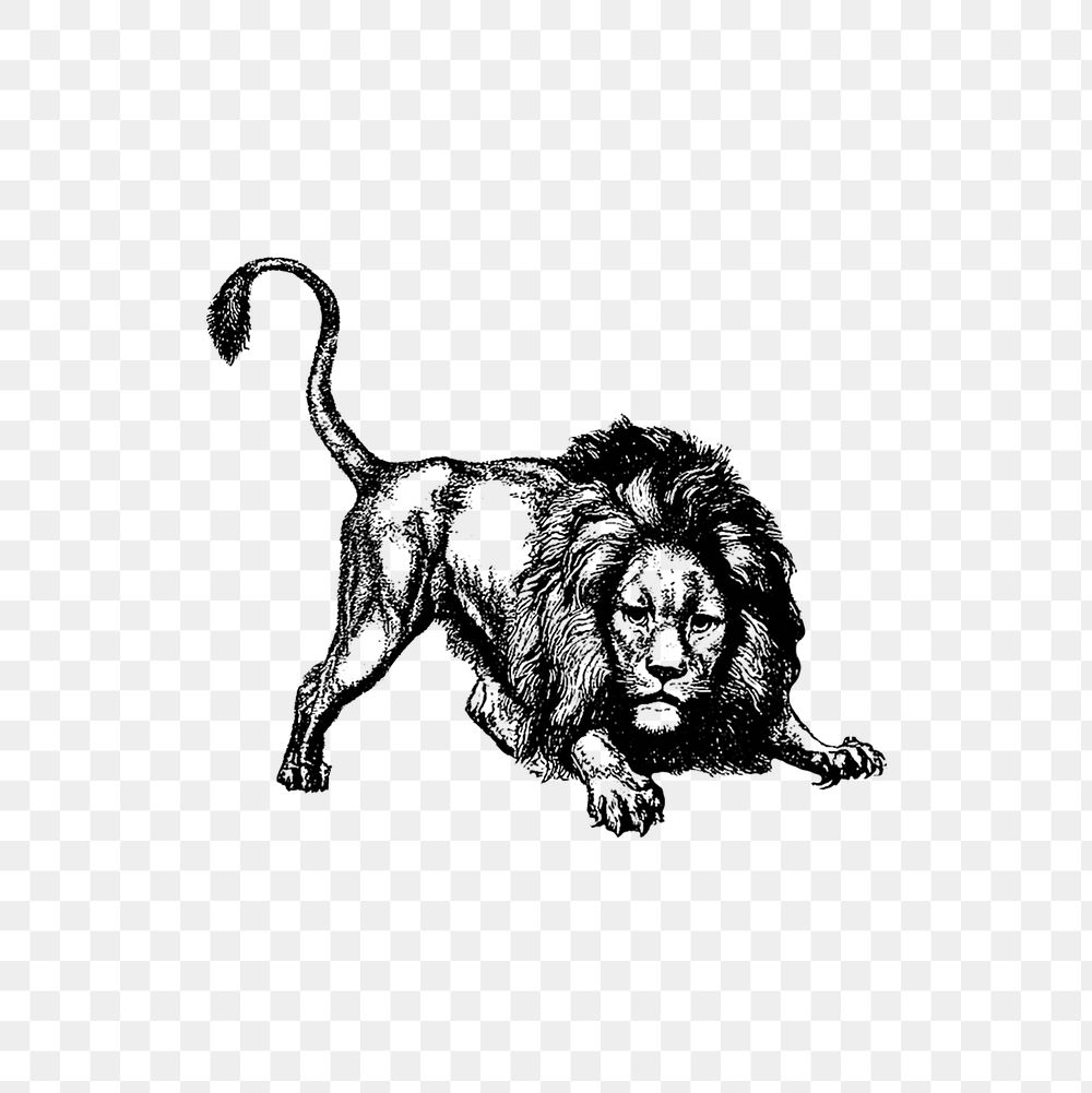 PNG Drawing of an aggressive lion, transparent background