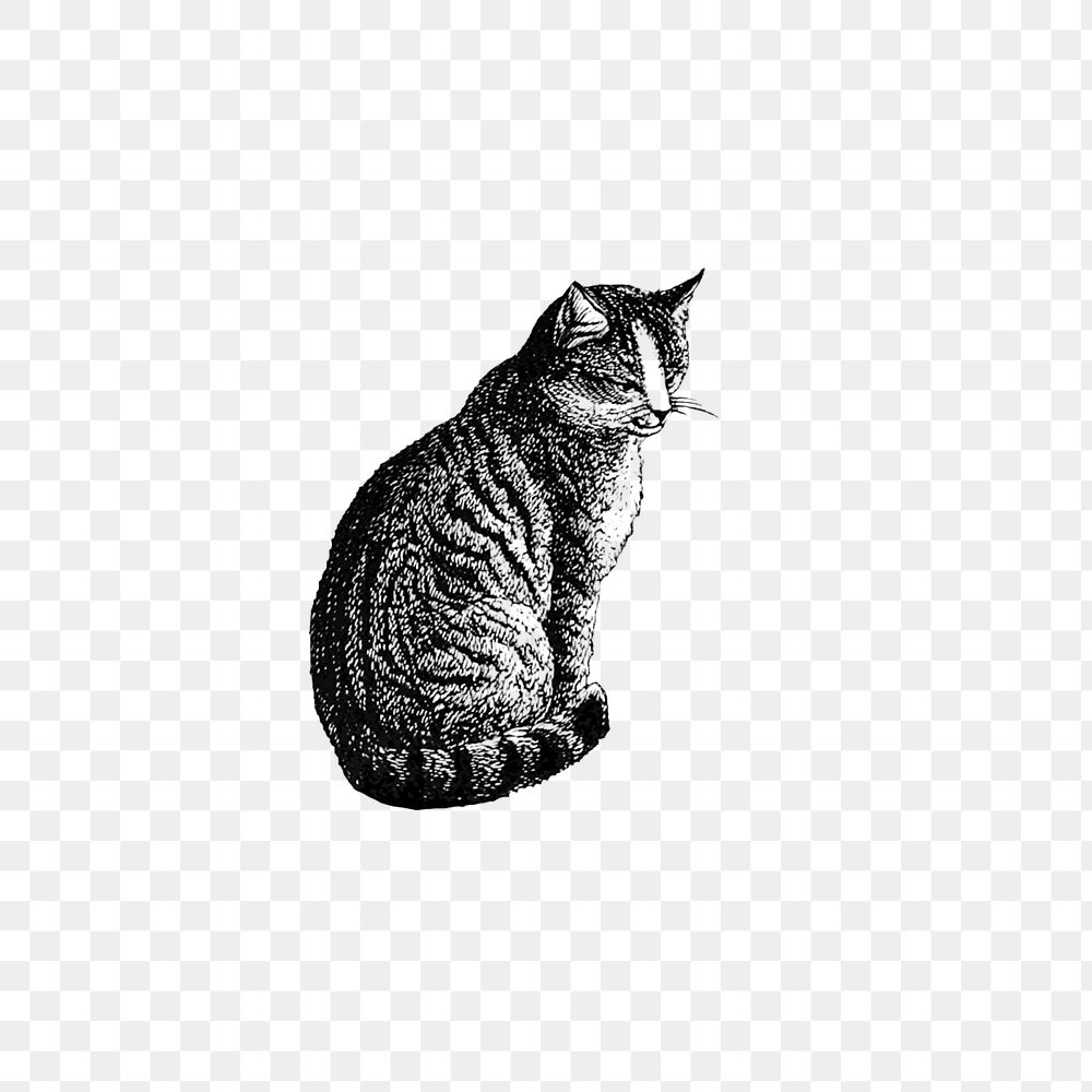 PNG Drawing of a domestic cat, transparent background