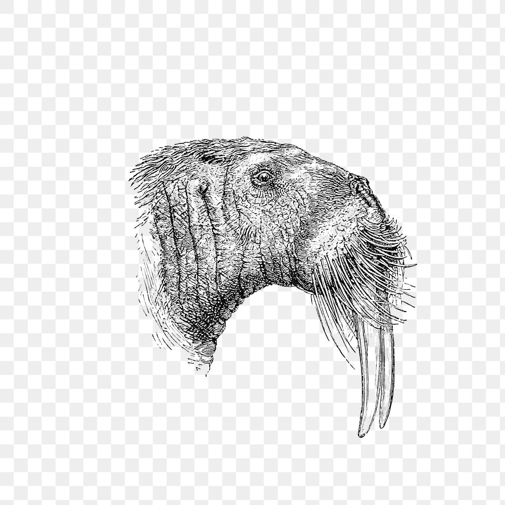 PNG Drawing of a walrus, transparent background