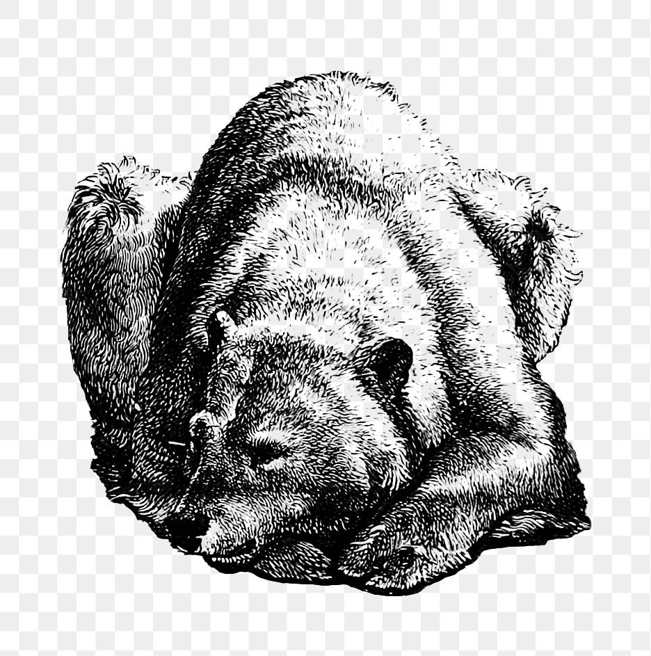 PNG Drawing of a sleeping bear, transparent background