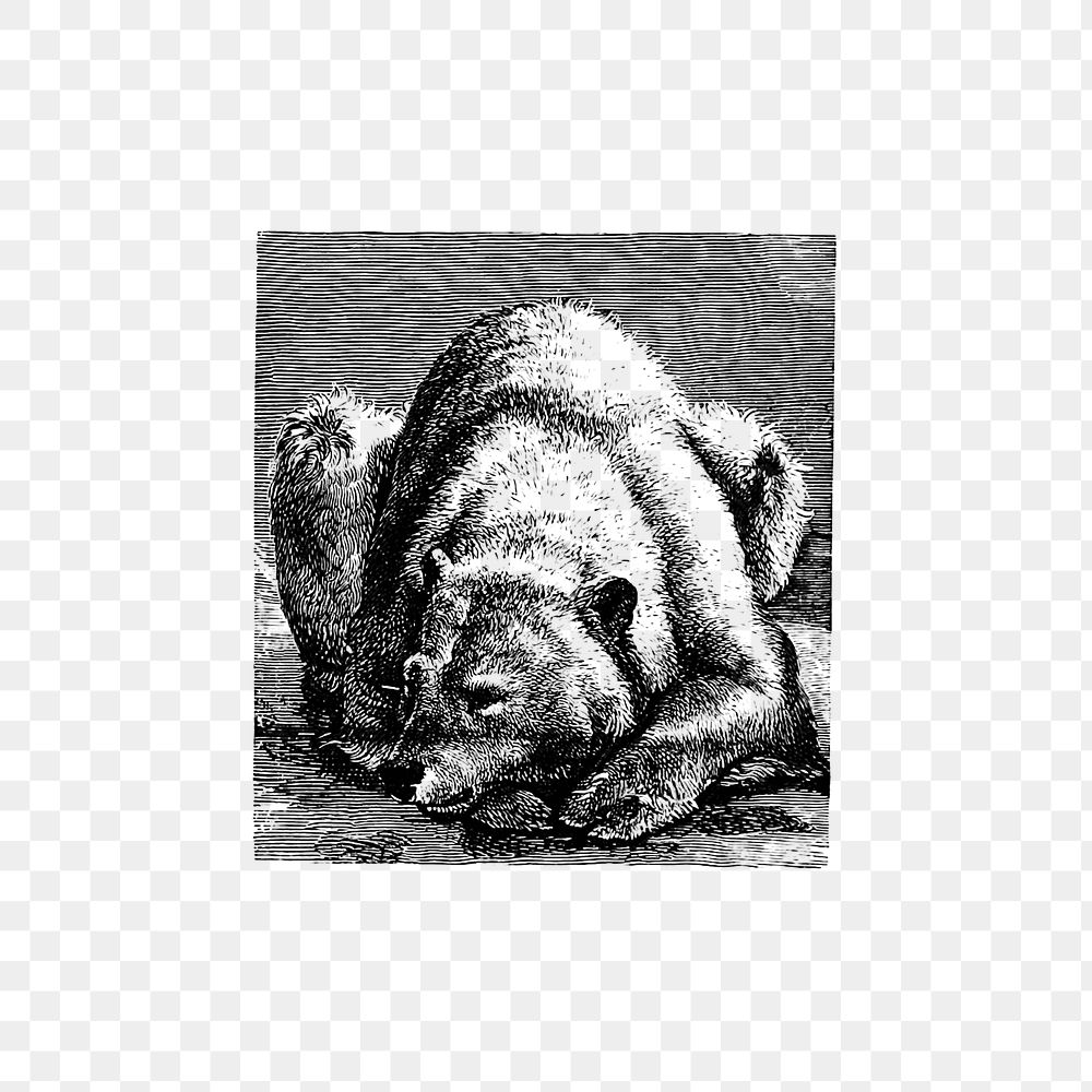 PNG Drawing of a sleeping bear, transparent background