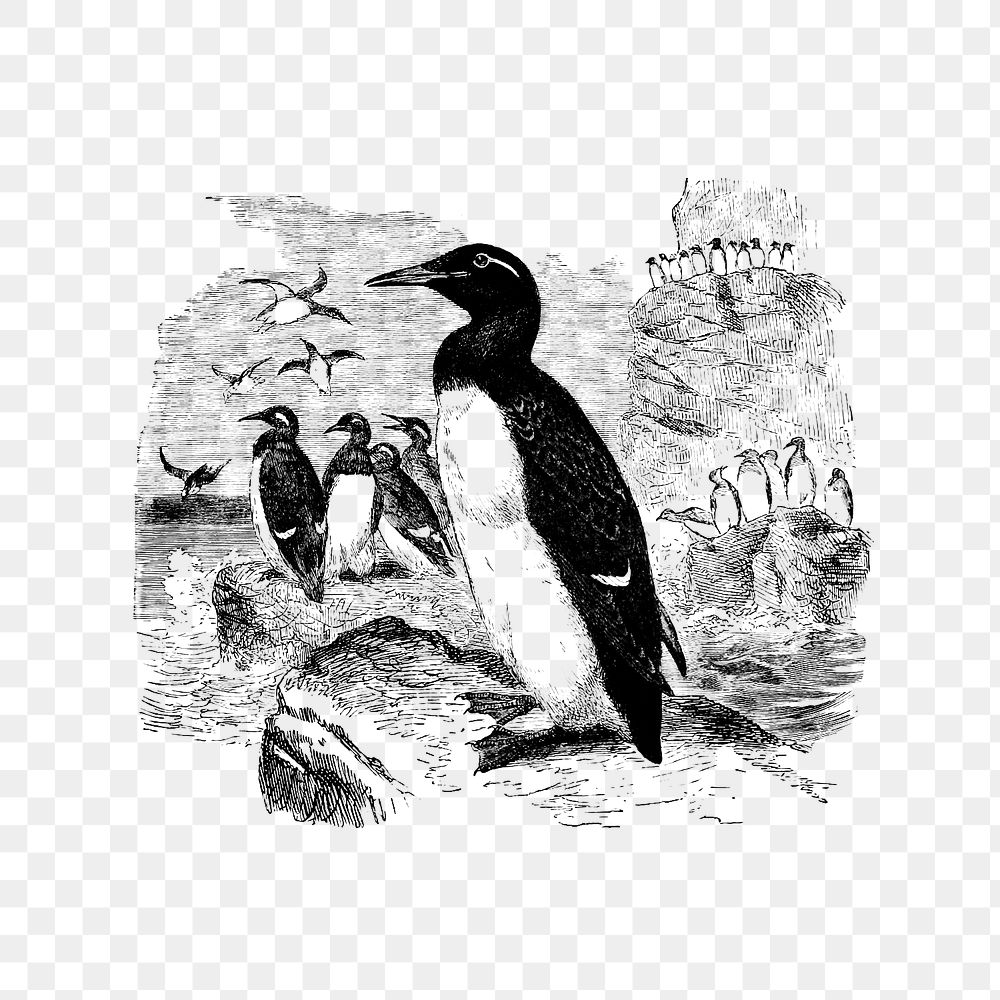 PNG Vintage Victorian style penguin engraving, transparent background