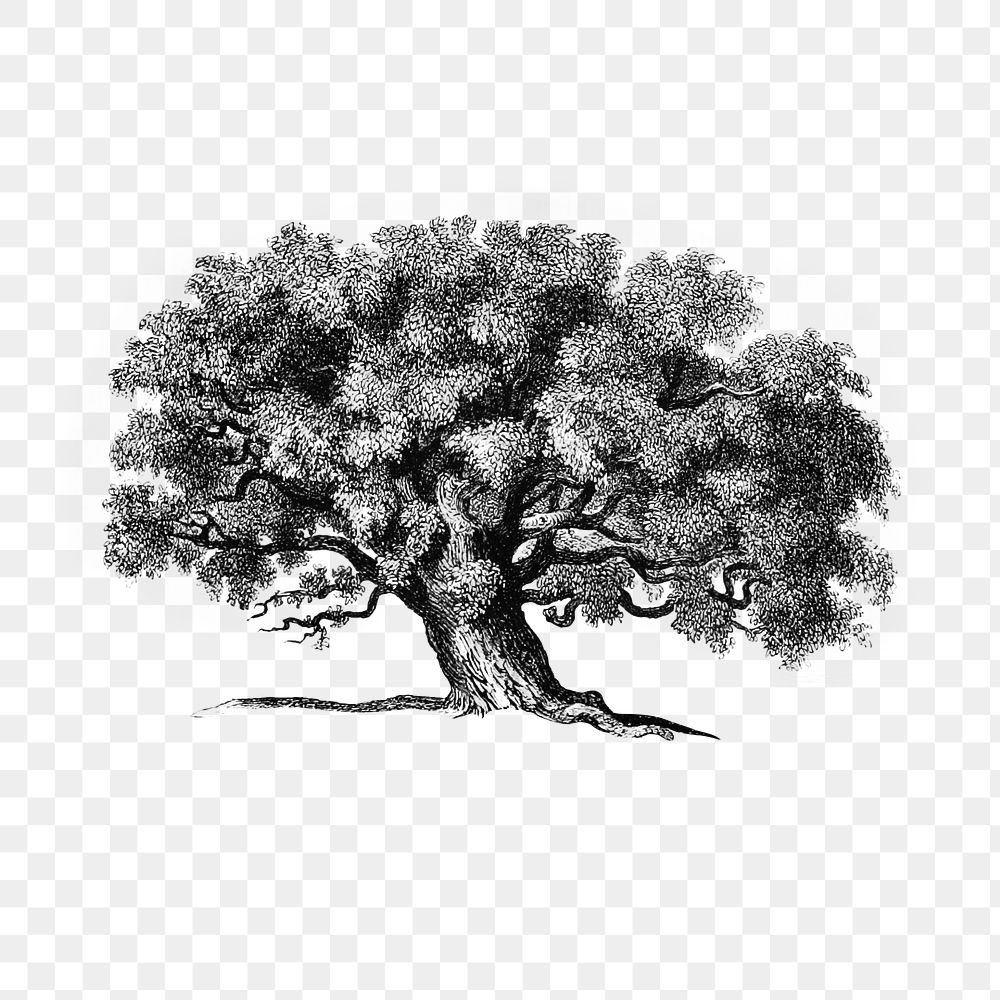 PNG Vintage Victorian style tree engraving, transparent background