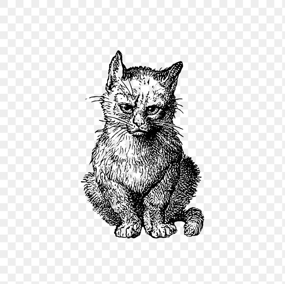 PNG Vintage Victorian style cat engraving, transparent background