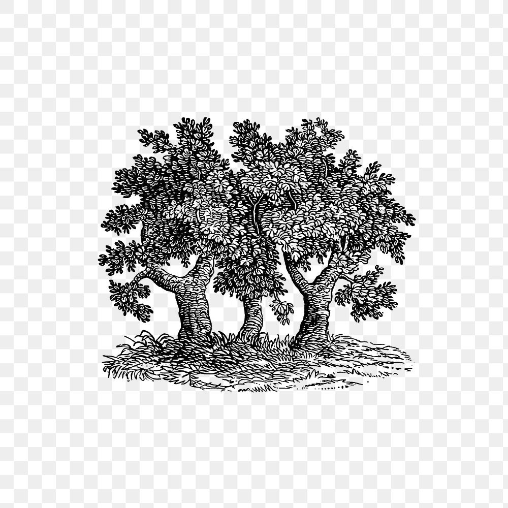 PNG Vintage Victorian style tree engraving, transparent background