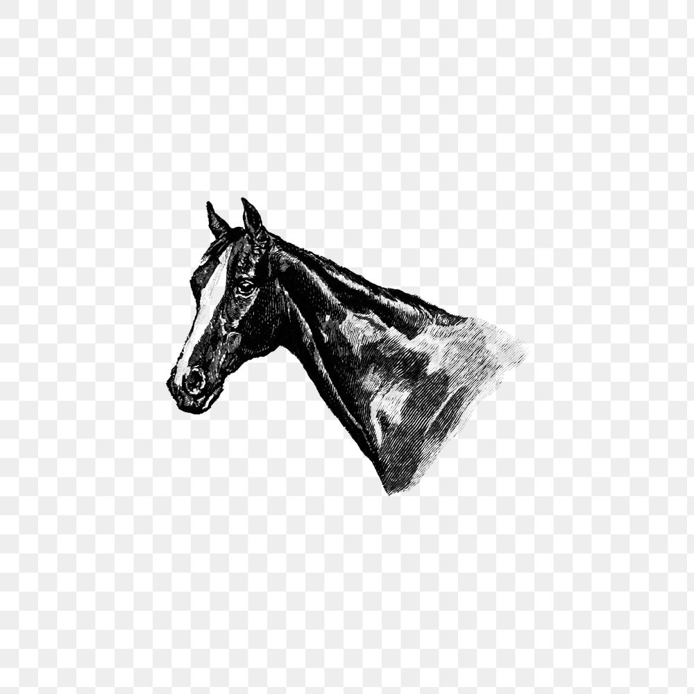 PNG Vintage Victorian style horse head engraving, transparent background