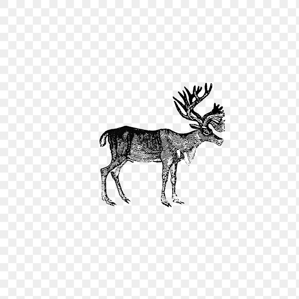 PNG Vintage reindeer etching illustration, transparent background