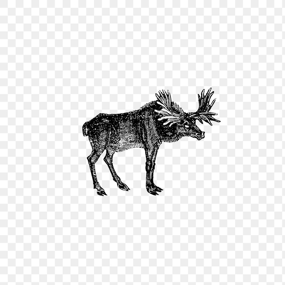 PNG Vintage moose etching illustration, transparent background