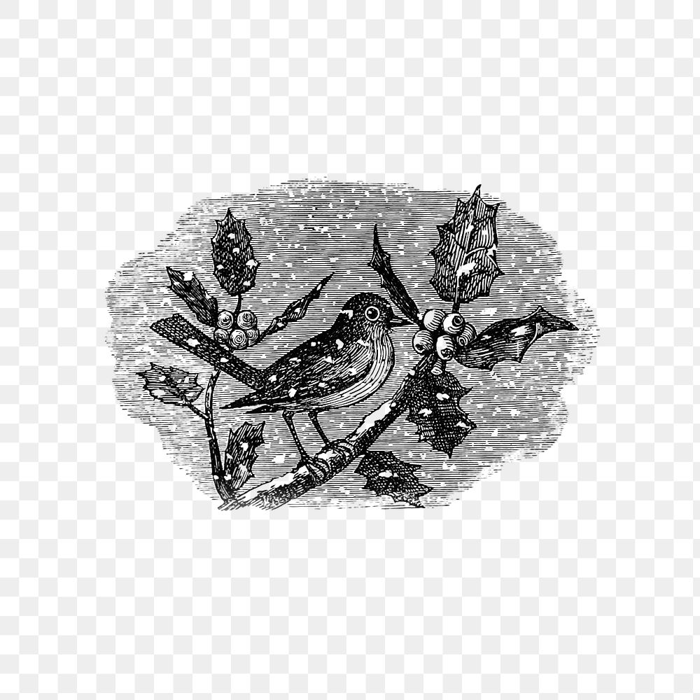 PNG Vintage winter bird etching illustration, transparent background