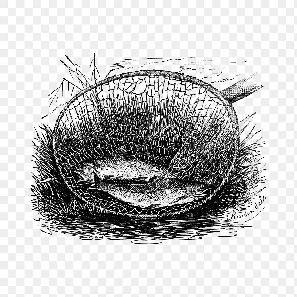 PNG Two fishes caught in a net vector engraving, transparent background