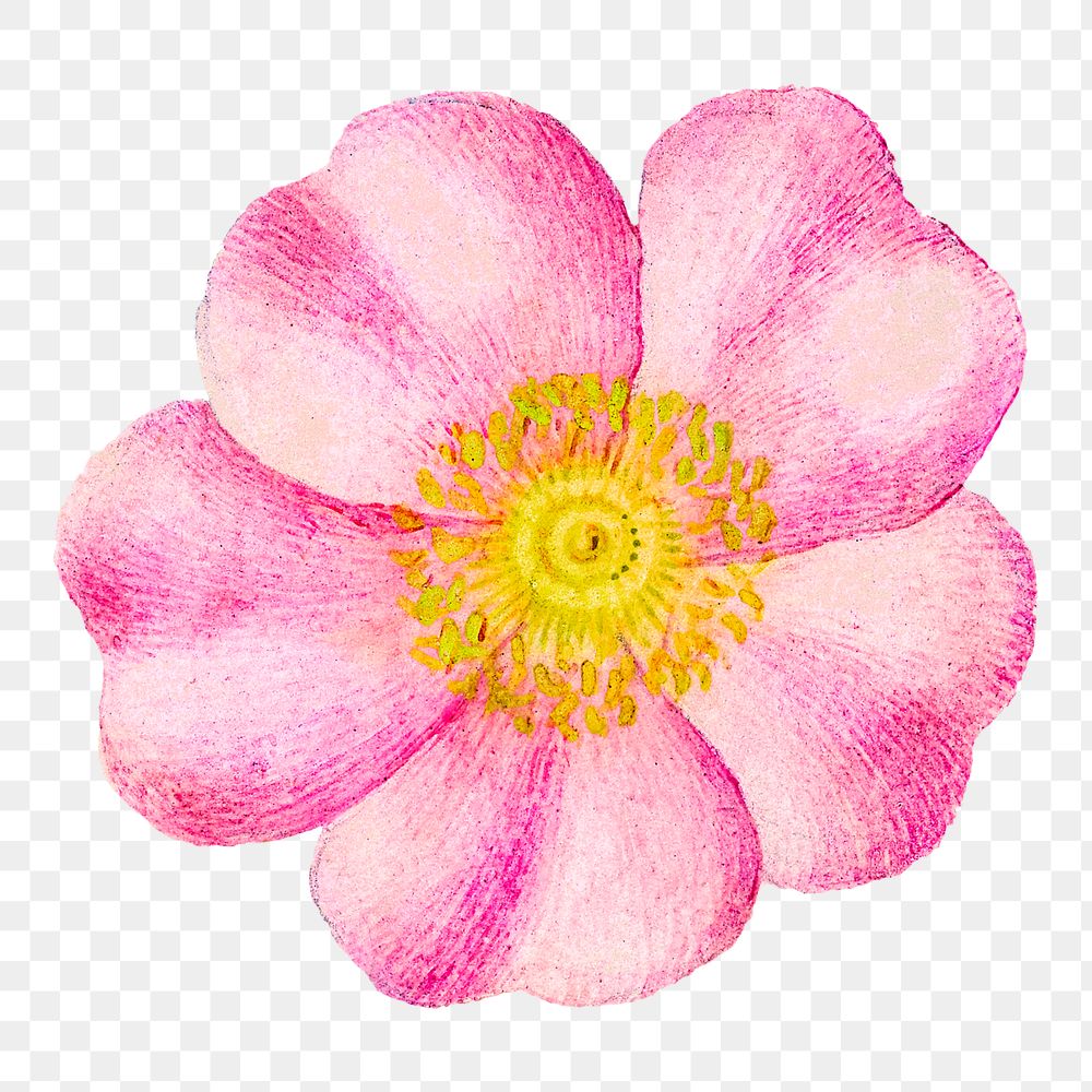 Eglantine pink flower png element hand drawn