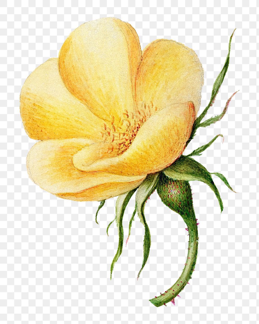 Yellow sweetbrier flower png element hand drawn