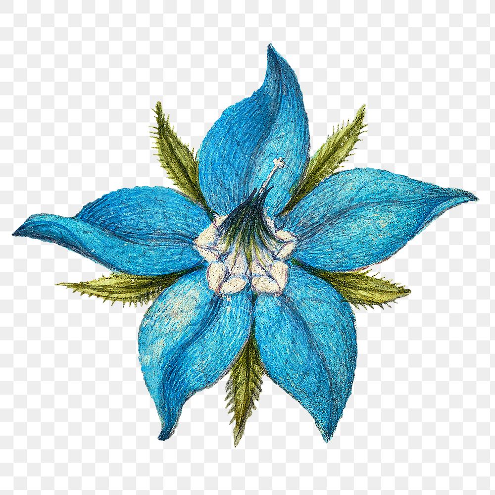 Png blooming borage flower element 