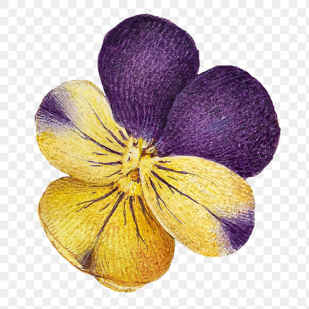 Png wild pansy flower element hand drawn