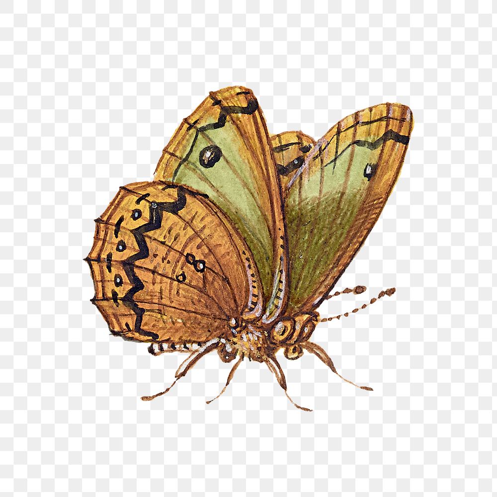 Hand drawn moth insect png 