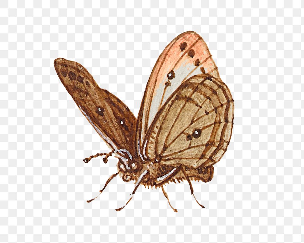 Hand drawn butterfly insect png 