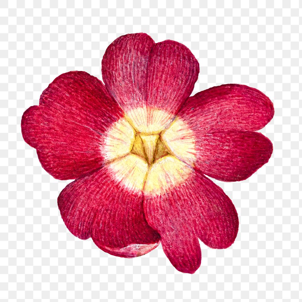 Red primrose flower png hand drawn