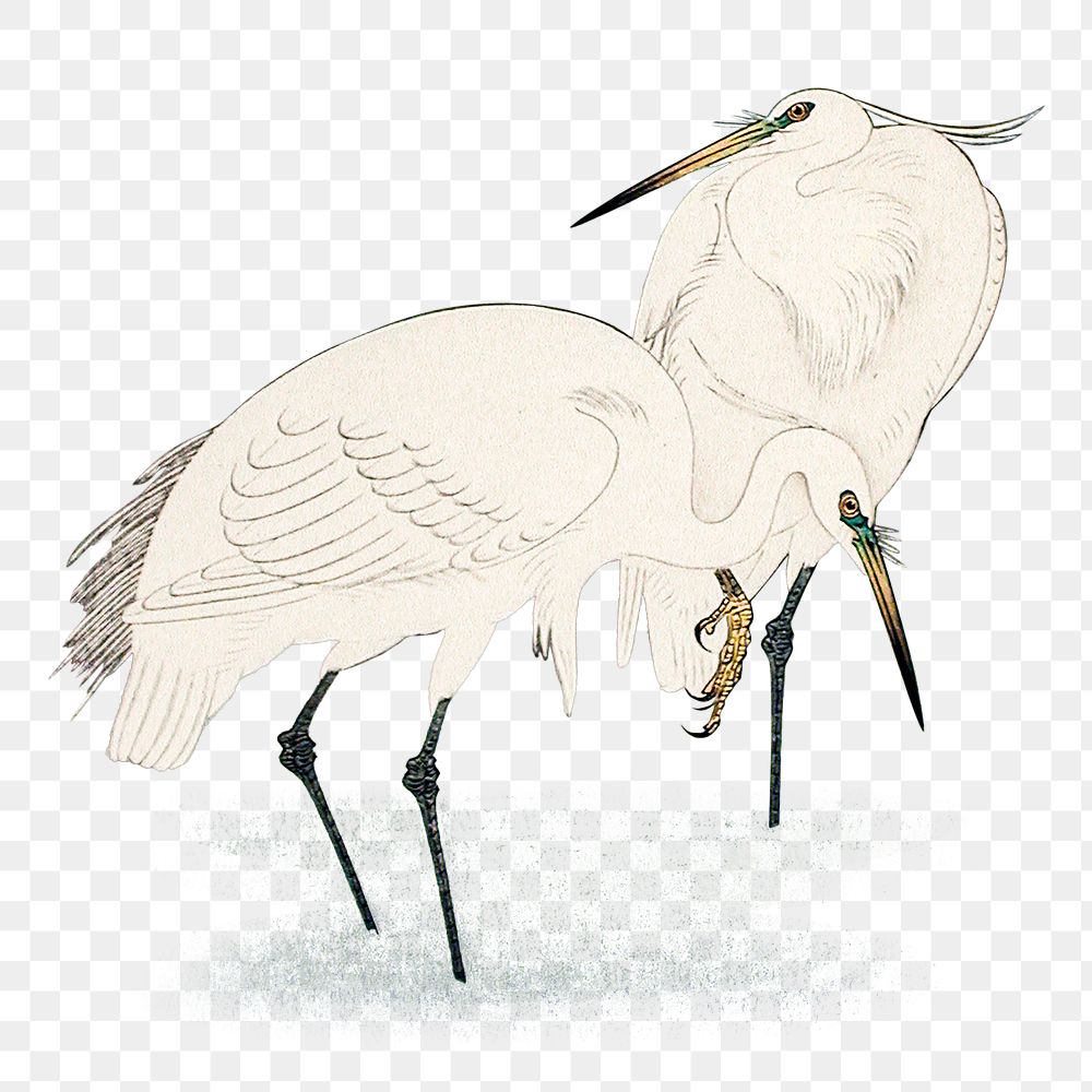 Two egret birds illustration