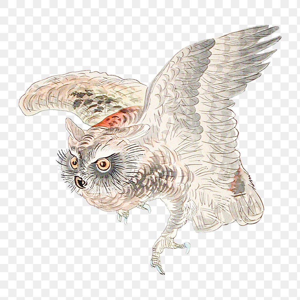 Vintage illustration of scops owl design element