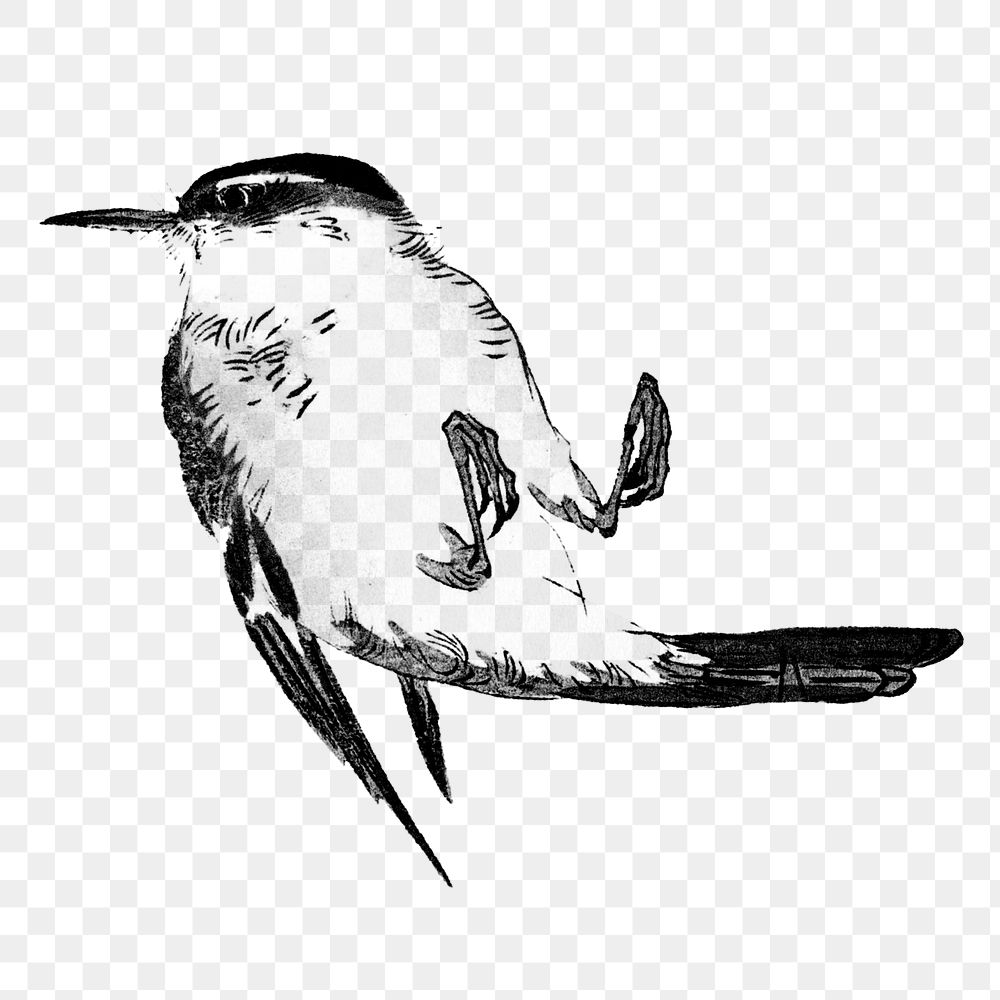Vintage illustration of a songbird design element