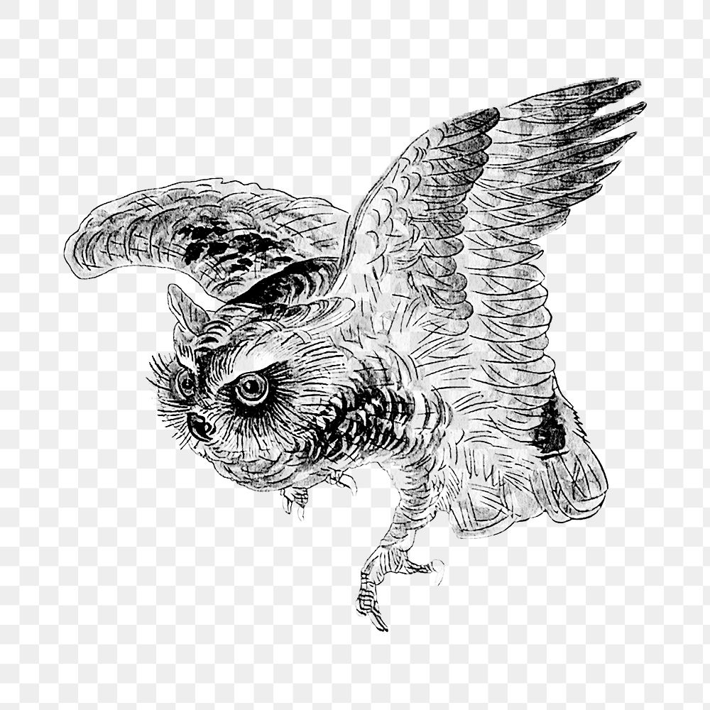 Vintage illustration of scops owl design element
