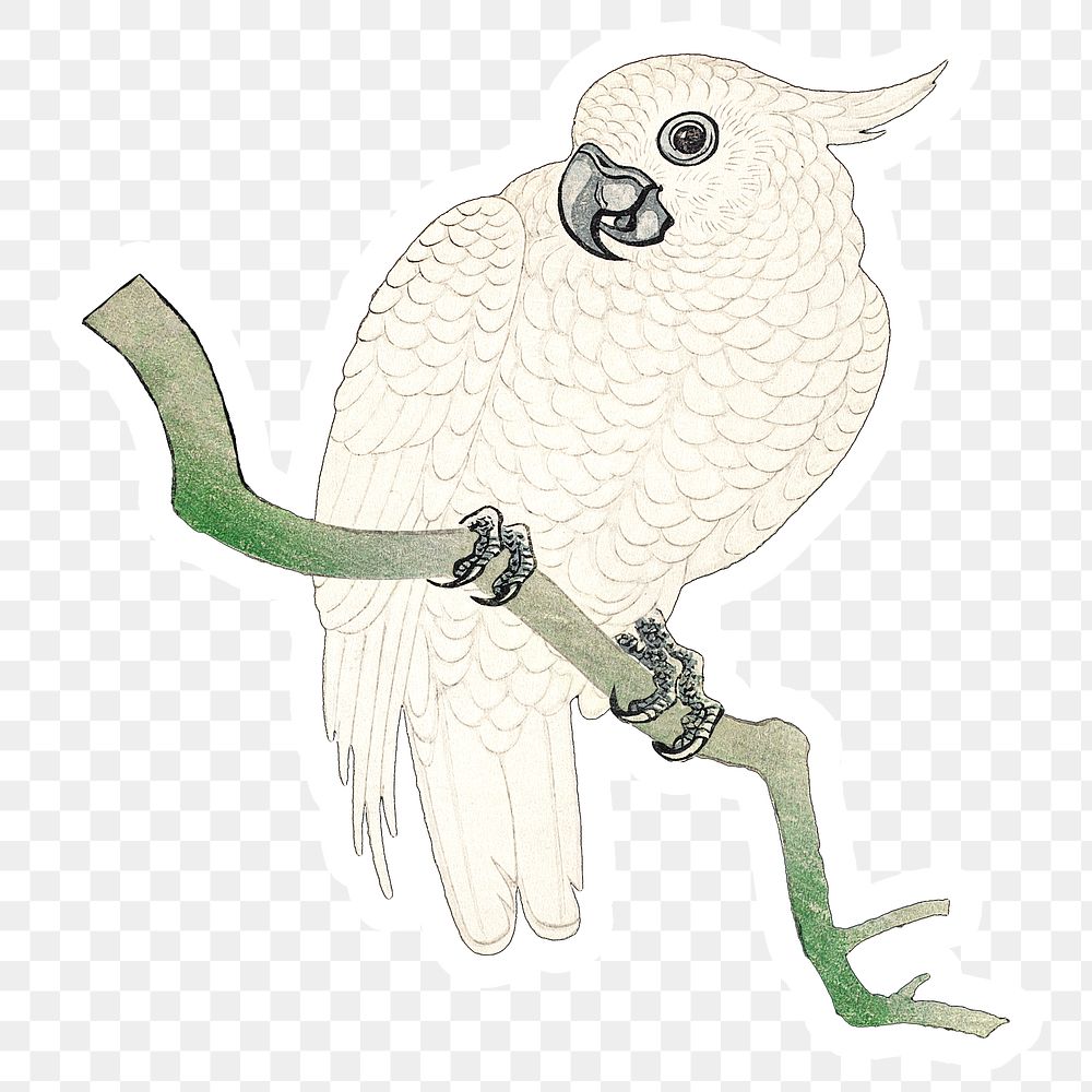 White parrot on a branch vintage illustration 