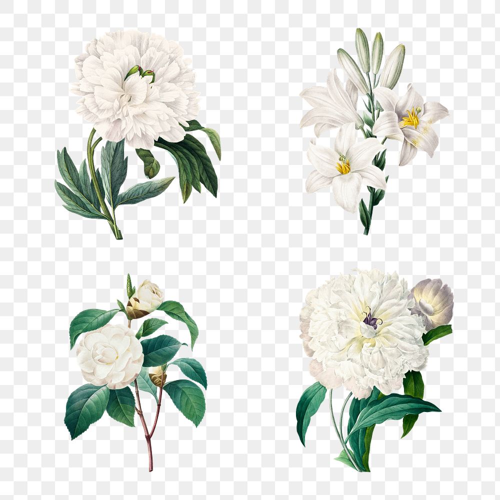 White png flower botanical illustration set,… | Free stock illustration | High Resolution graphic White png flower botanical illustration set, remixed from artworks by Pierre-Joseph Redouté