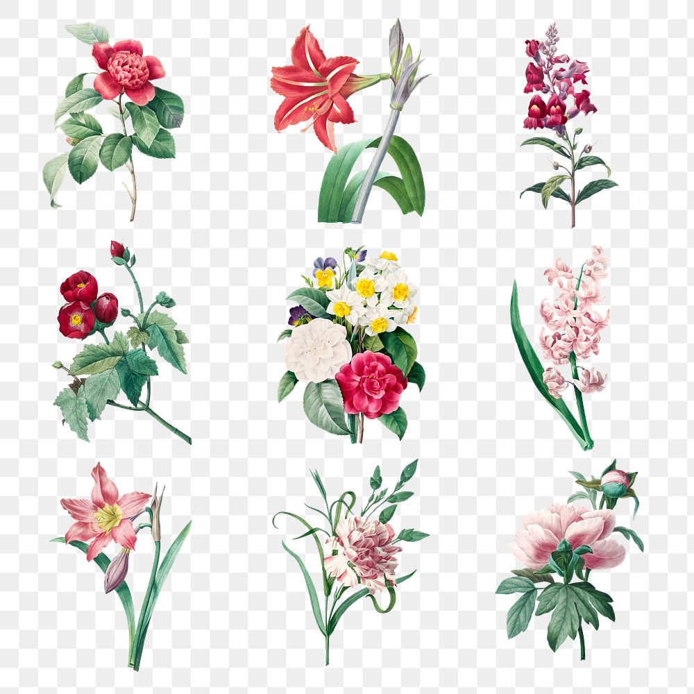 Flower png botanical design element set,… | Free stock illustration | High Resolution graphic Flower png botanical design element set, remixed from artworks by Pierre-Joseph Redouté