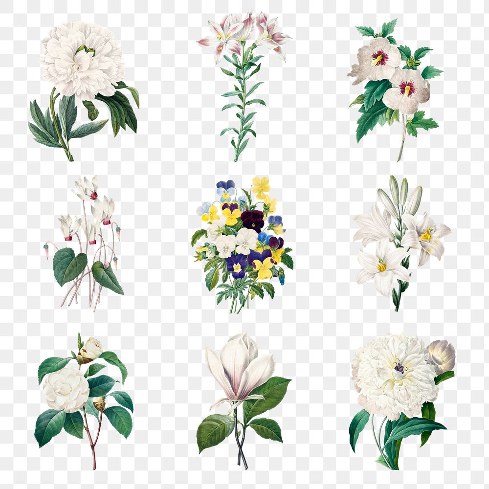 Vintage png flower botanical illustration… | Free stock illustration | High Resolution graphic Vintage png flower botanical illustration set, remixed from artworks by Pierre-Joseph Redouté