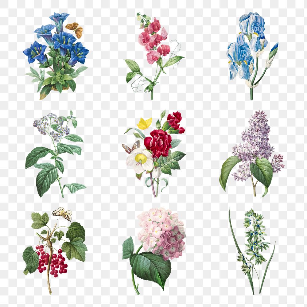 Flower png botanical illustration set, remixed from artworks by Pierre-Joseph Redout&eacute;