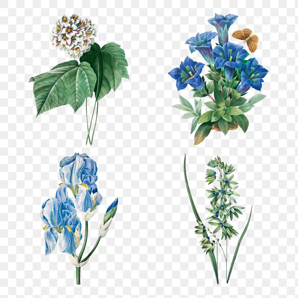 Blue png flower vintage botanical illustration set, remixed from artworks by Pierre-Joseph Redout&eacute;