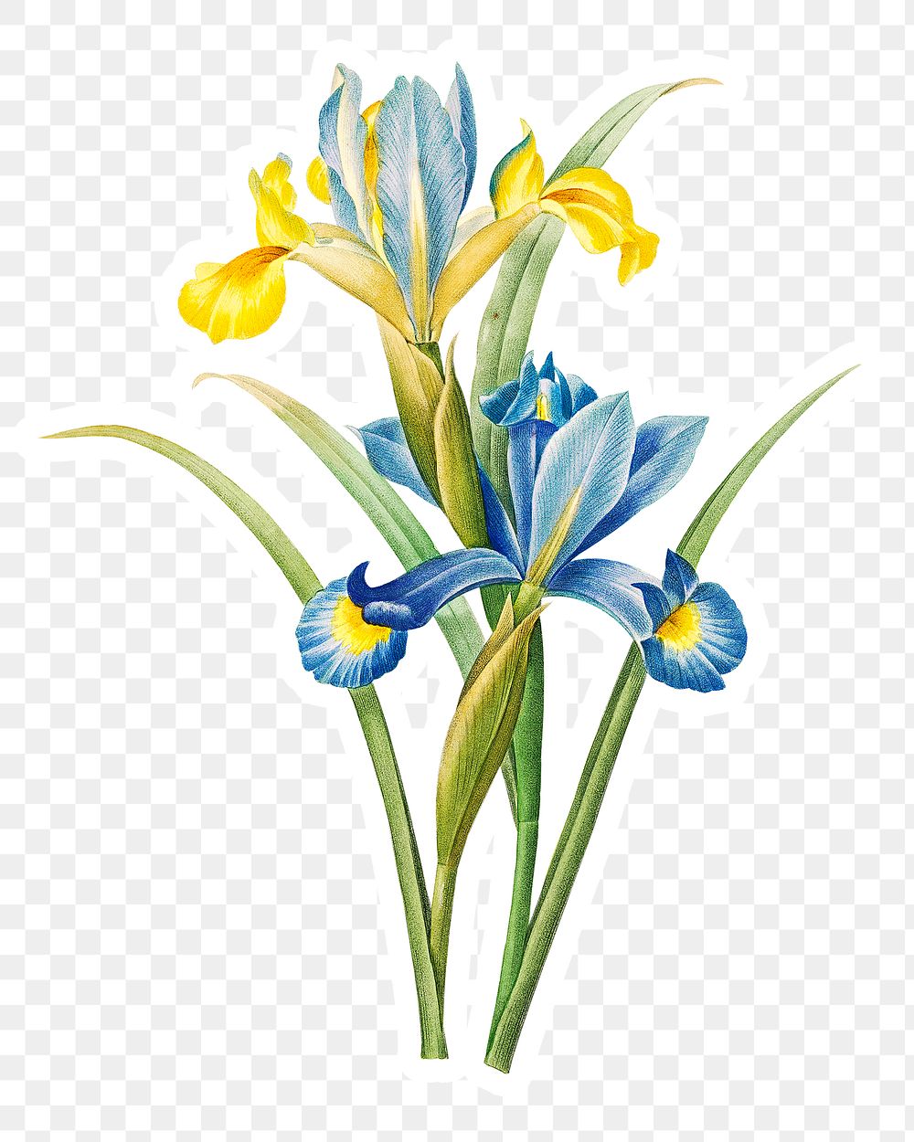 Iris flower sticker overlay design element 