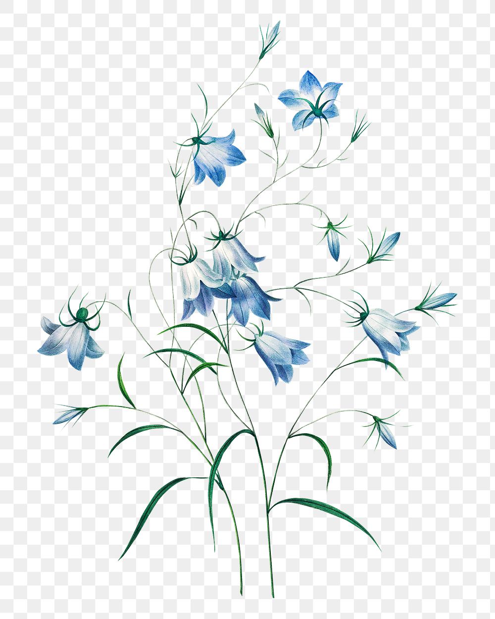 Campanule flower png botanical illustration, remixed from artworks by Pierre-Joseph Redout&eacute;