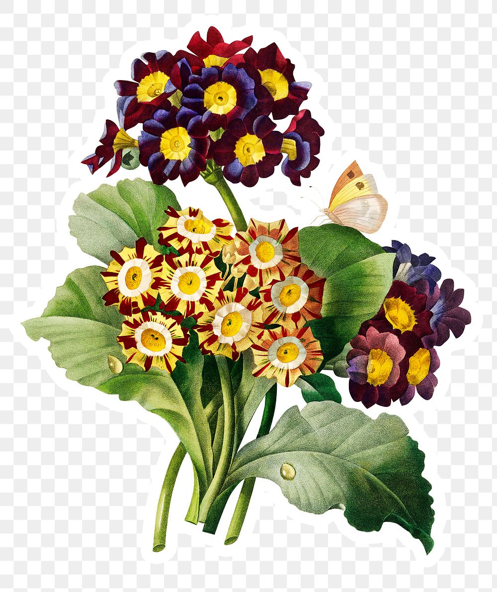 Primula auricula flower sticker overlay | Free PNG Sticker - rawpixel