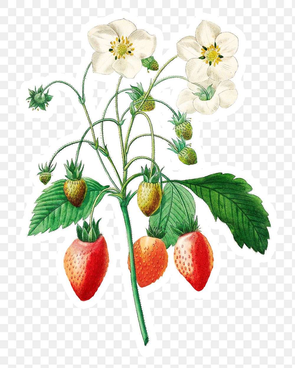 Strawberry plant sticker overlay design element 