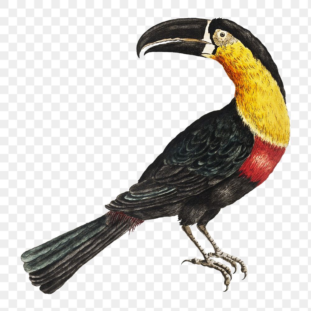 Mangiapepe Toucan vintage illustration transparent | Free PNG Sticker ...