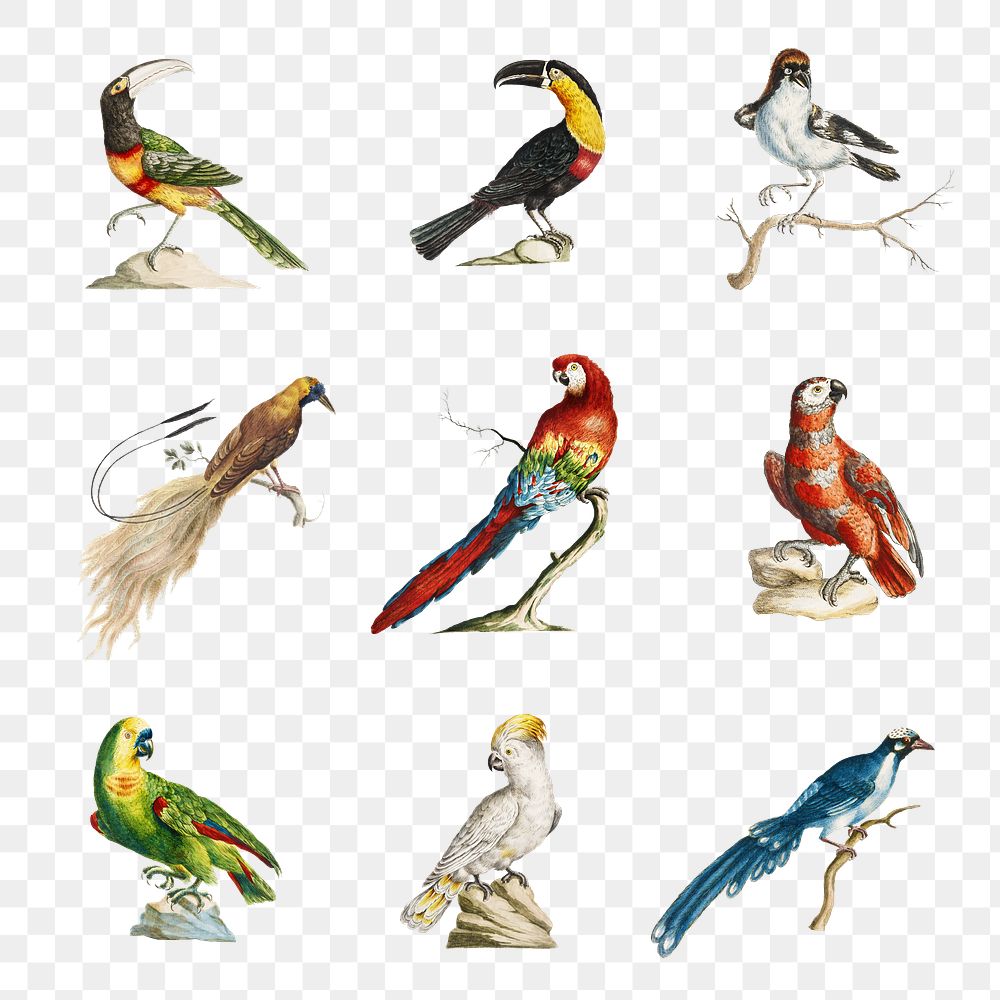 Vintage bird illustration set transparent png