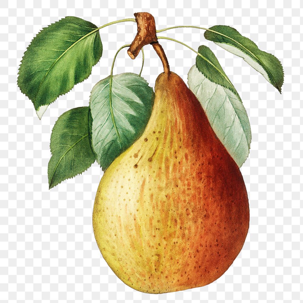 Pear on a branch vintage illustration transparent png