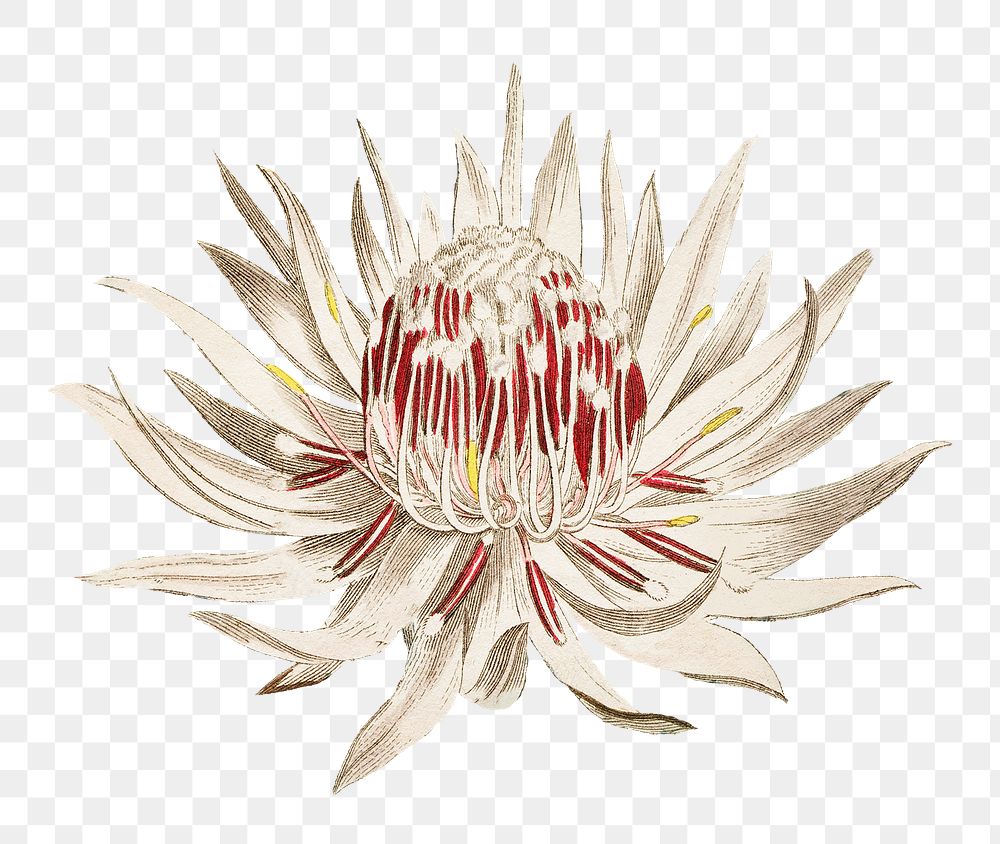 Vintage blooming Dagger&ndash;Leaf Protea flower