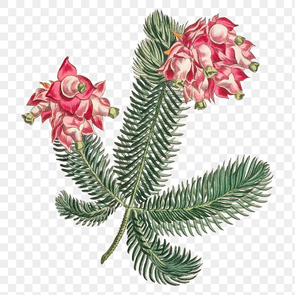 Vintage Erica Glauca (Elegans) flower | Premium PNG Sticker - rawpixel