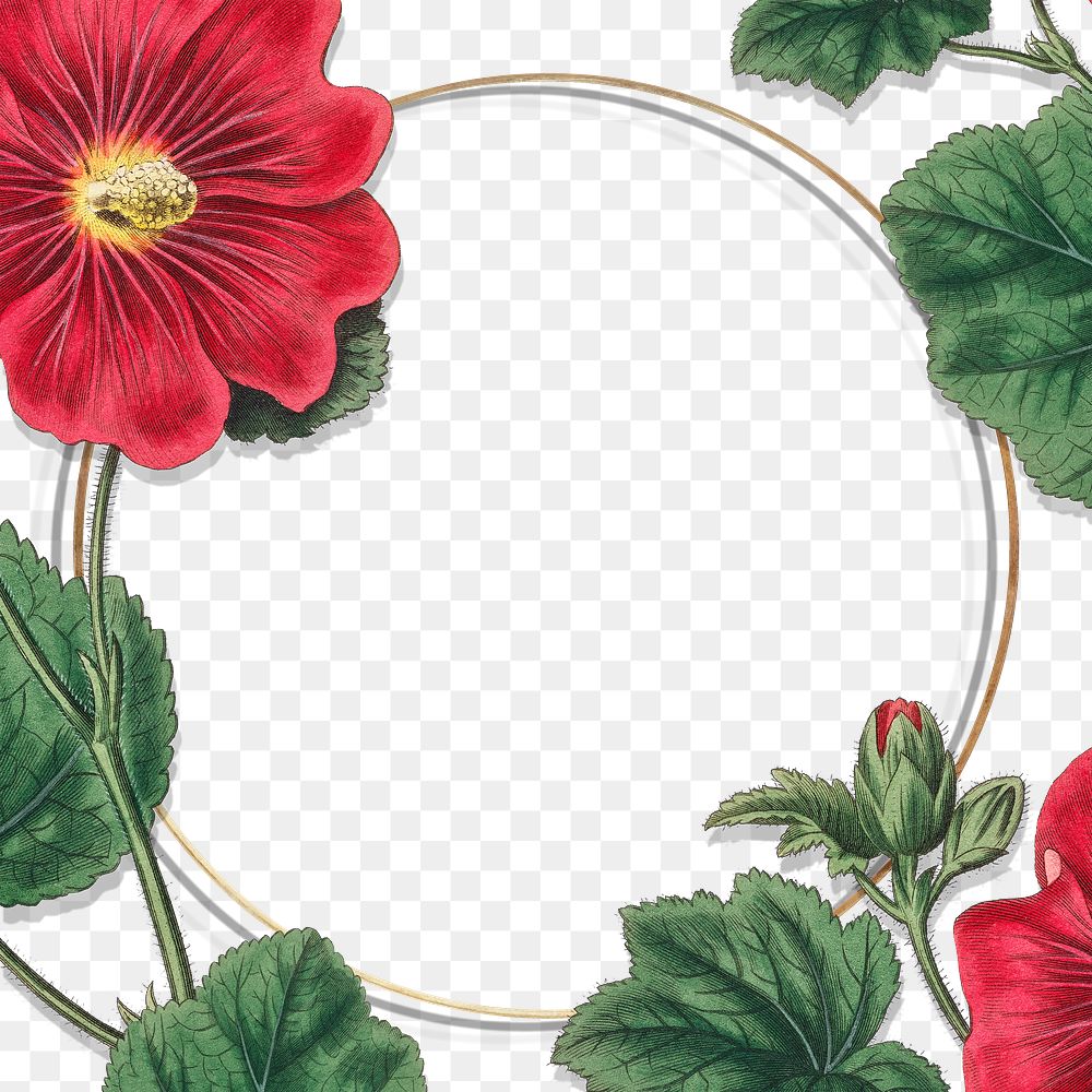 Vintage blooming Alcea Rosea flower frame design element