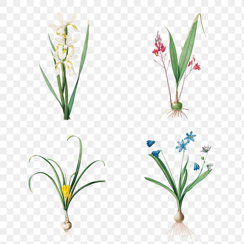 Vintage lily and iris transparent png collection