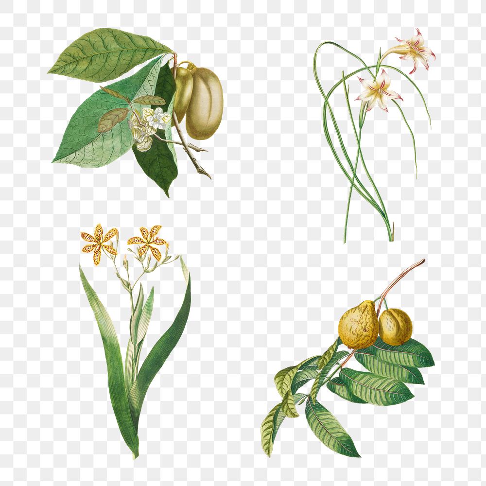 Vintage guava, corn lily, sword lily, and sugar apple collection design elements