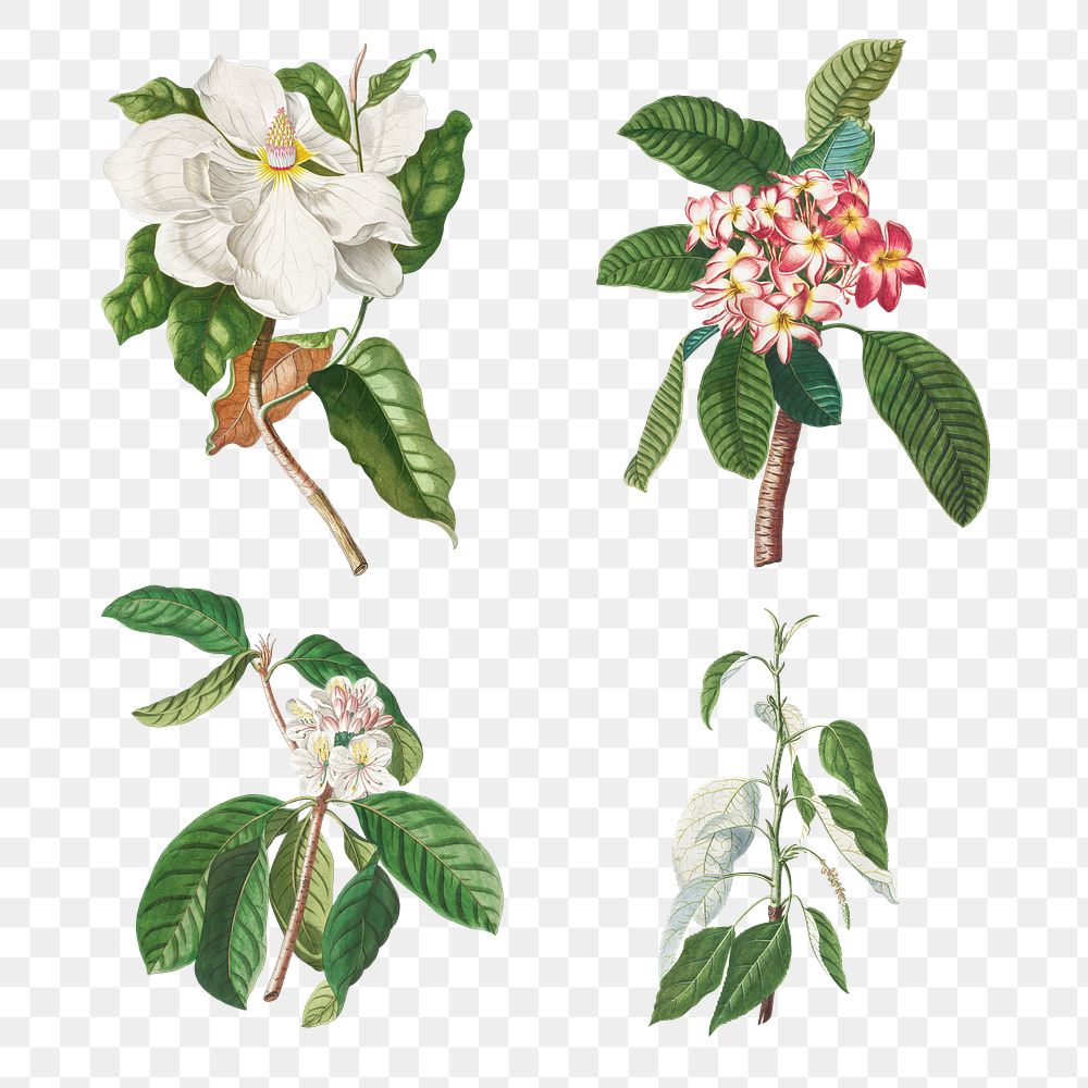 Vintage magnolia, plumeria, guava flower, and balsam poplar collection design elements