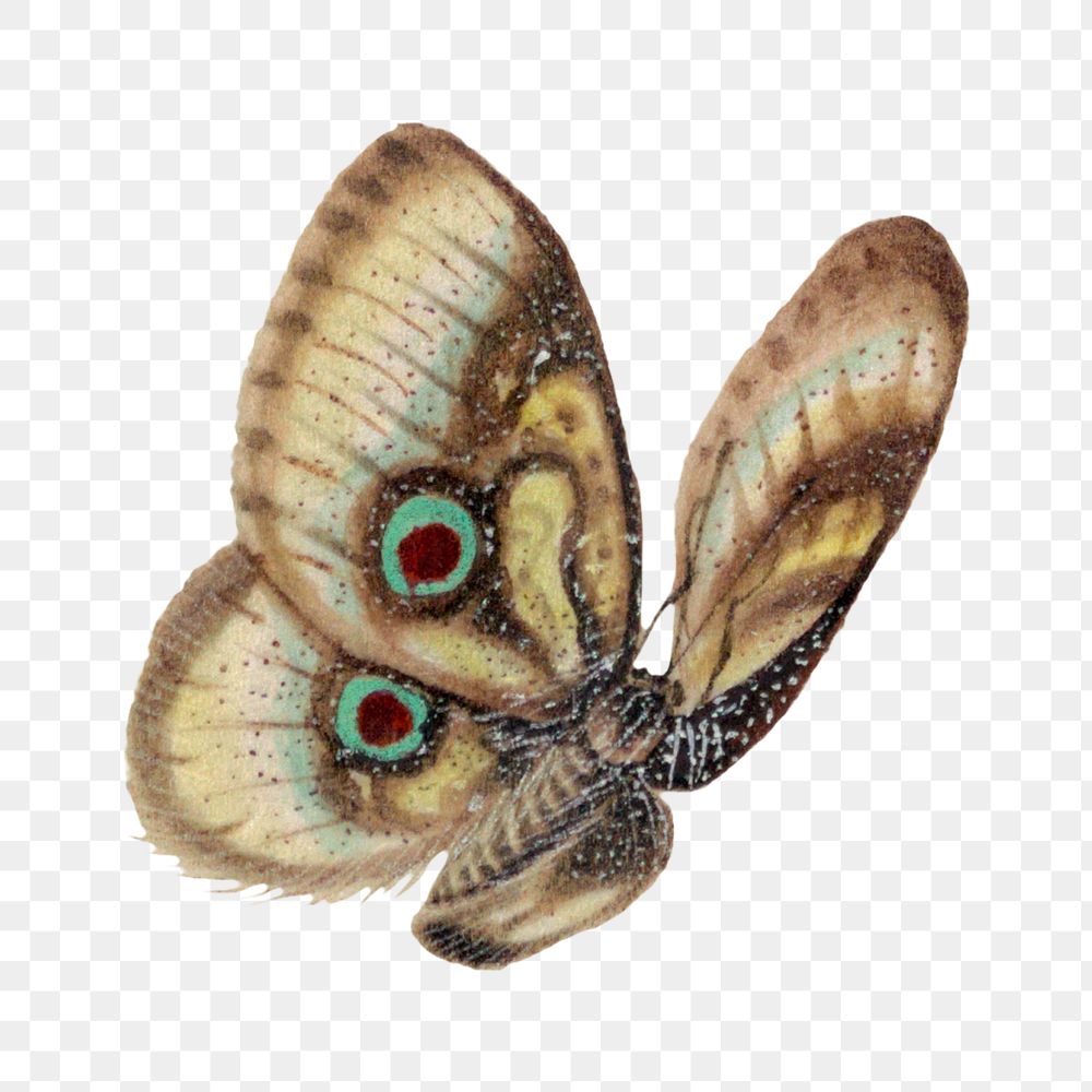 Butterfly with eyespots png vintage illustration