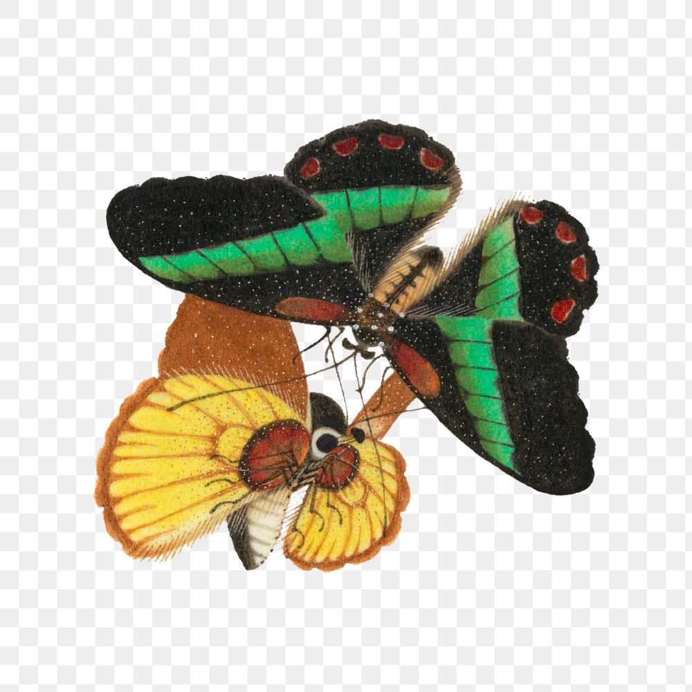 Green and yellow butterflies png vintage illustration