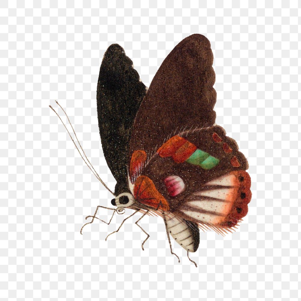 Single png butterfly insect vintage drawing