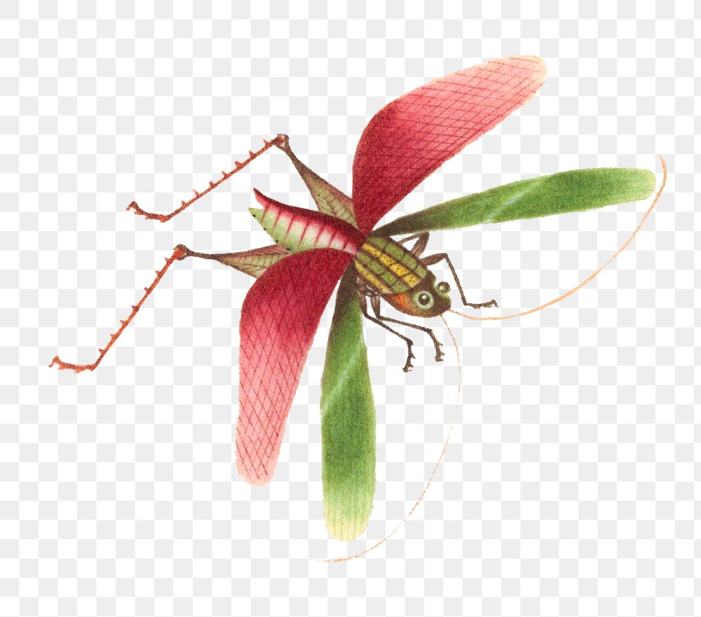 Png single grasshopper vintage illustration