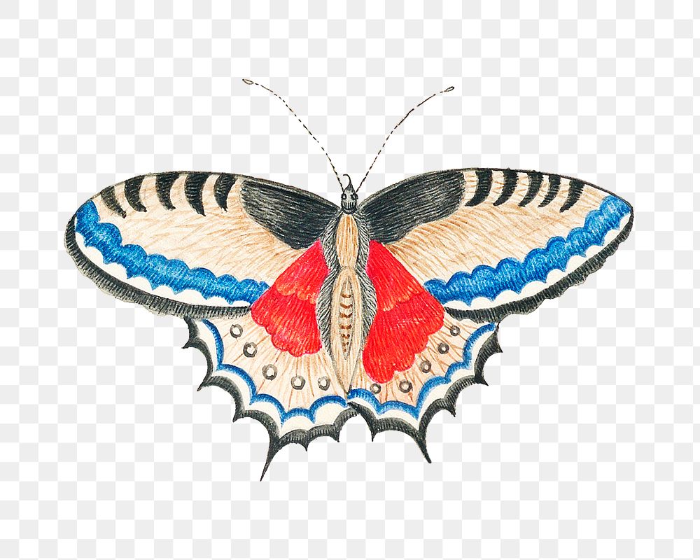 Butterfly png, remixed from the 18th-century artworks from the Smithsonian archive.