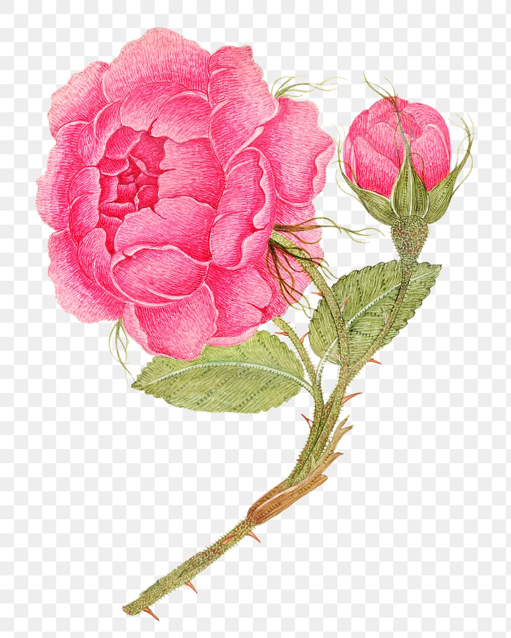 Vintage pink rose png illustration, remixed from the 18th-century artworks from the Smithsonian archive.